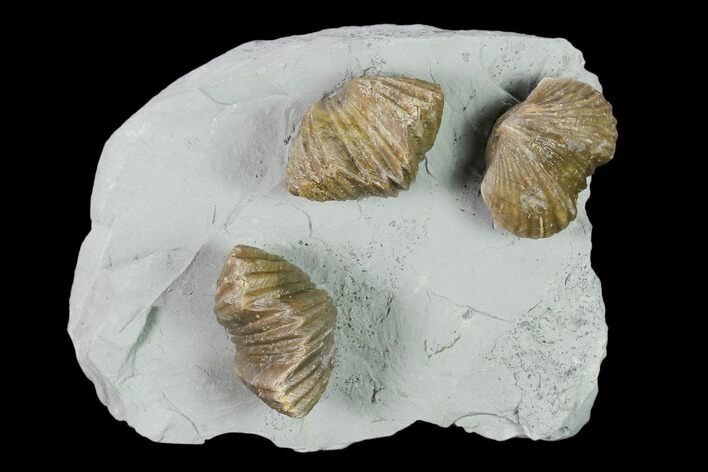 Three Fossil Brachiopods (Platystrophia) Mounted On Shale - Kentucky #138836